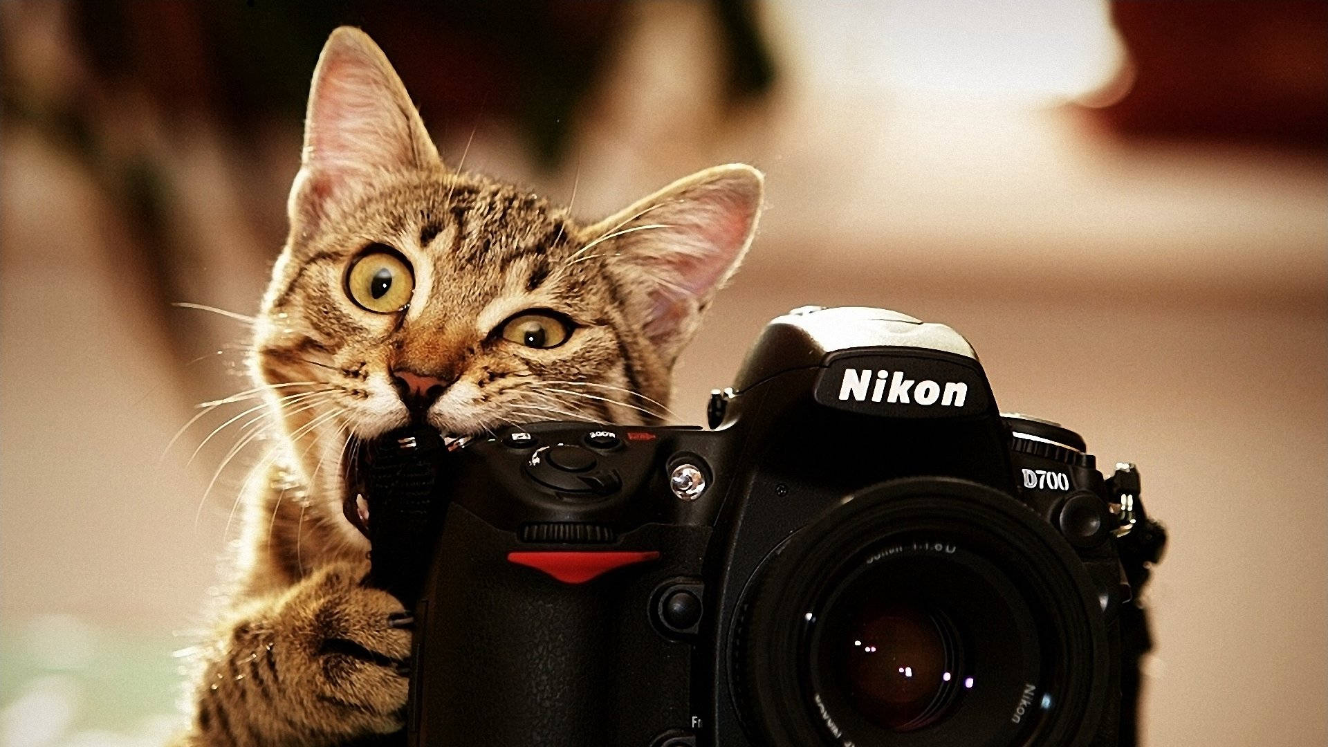 Servicio de impresión de fotos en Spike